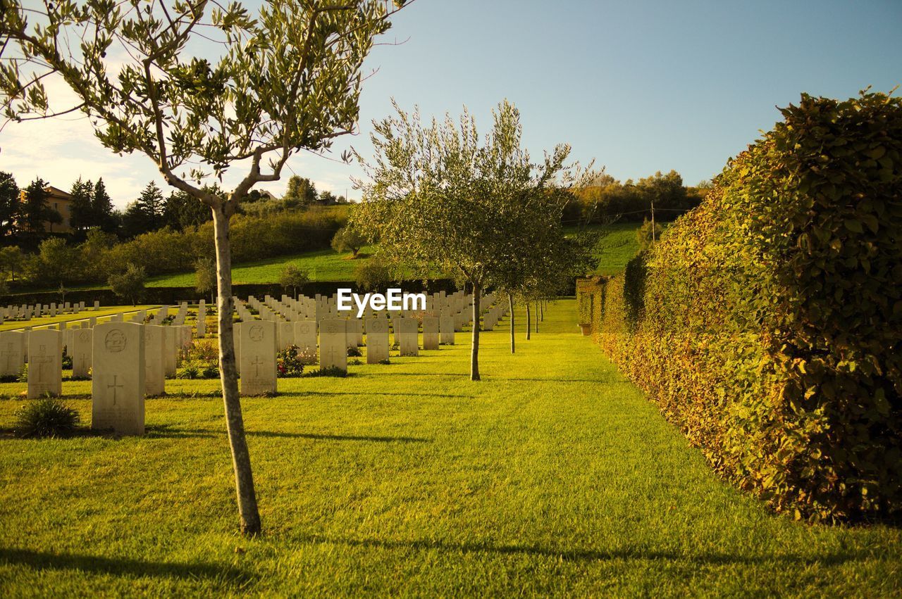 TREES GROWING IN CEMETERY AGAINST CLEAR SKY