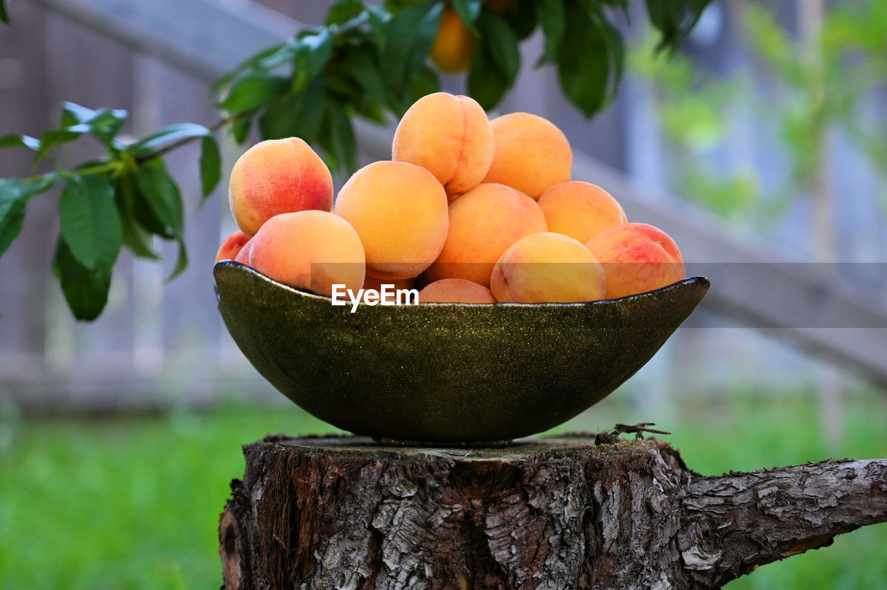 Close-up of fruits on tree