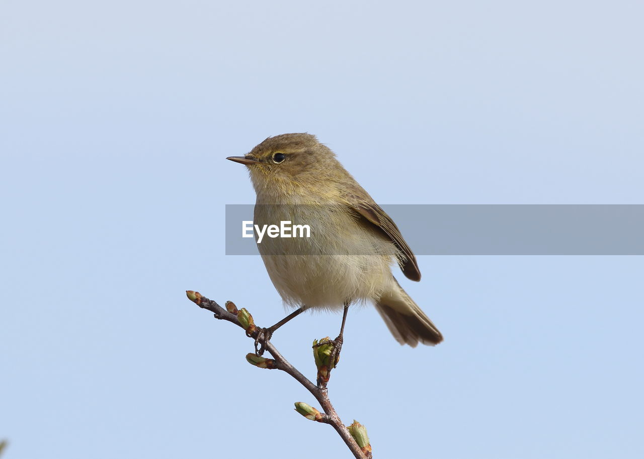 LOW ANGLE VIEW OF BIRD PERCHING ON A TREE