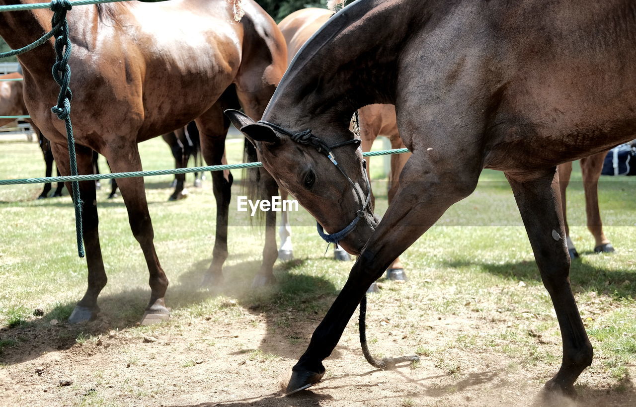 HORSE GRAZING IN FIELD