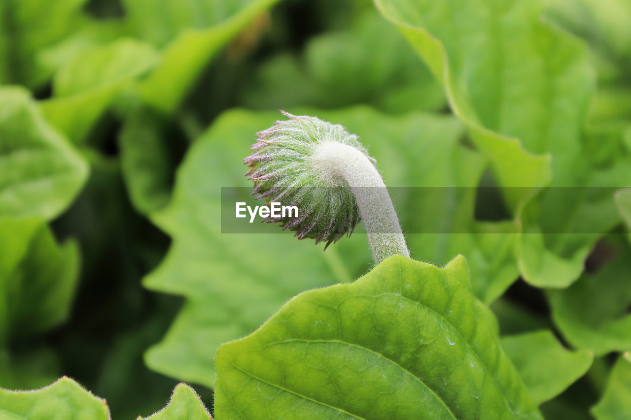 Back view of the hairy gerbera bud.