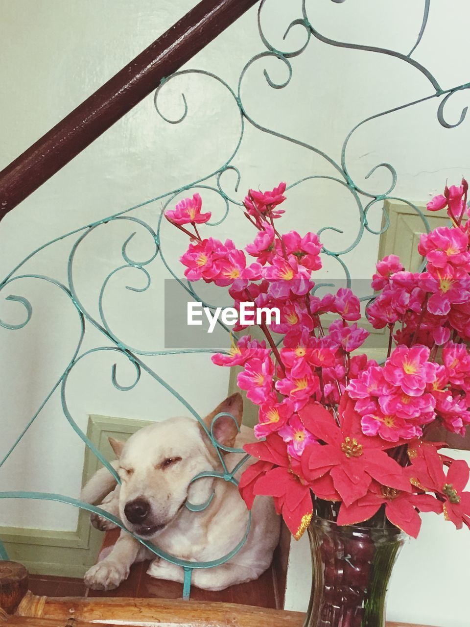 DOG WITH FLOWERS ON BACKGROUND