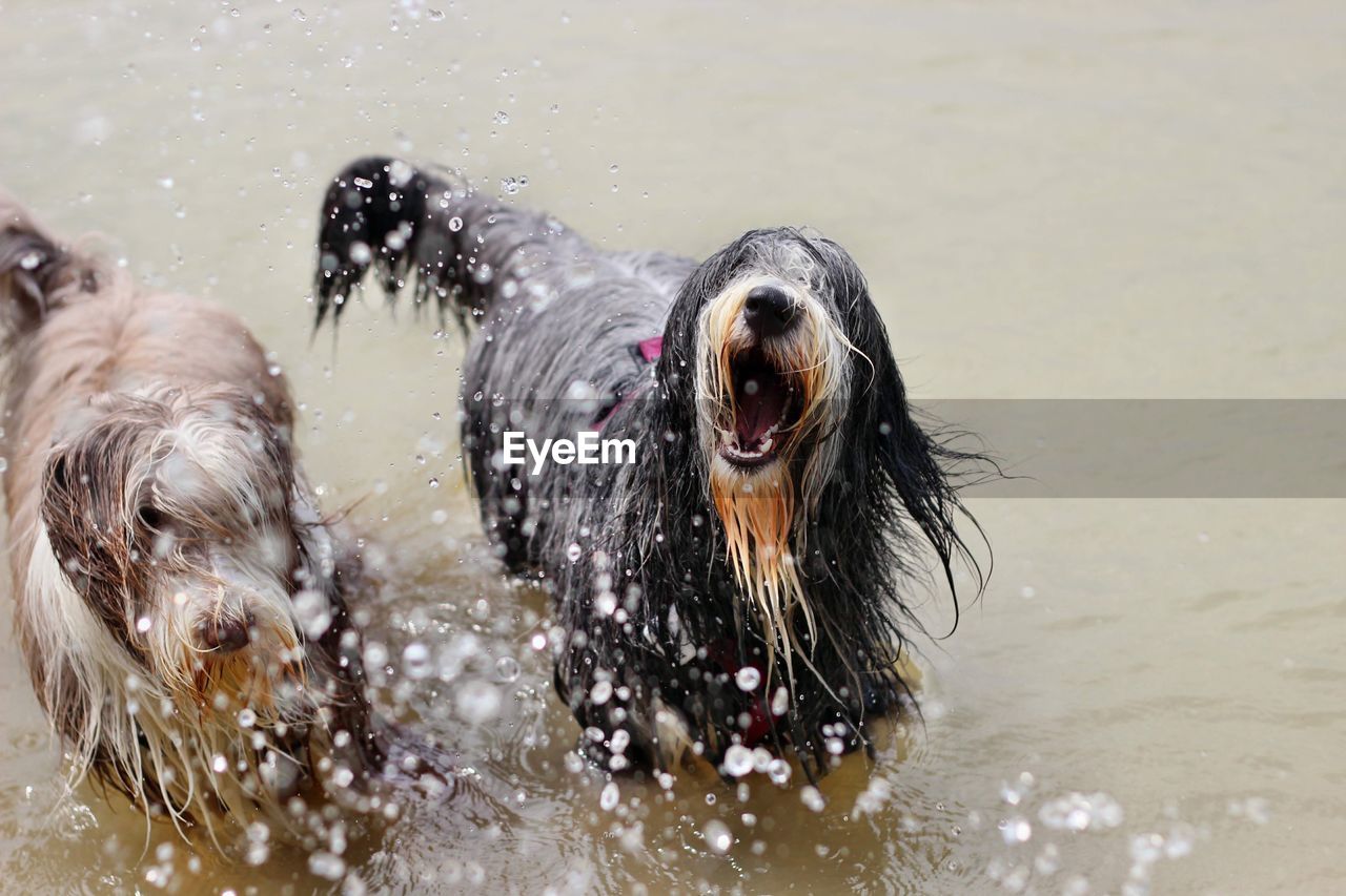 DOG IN WATER