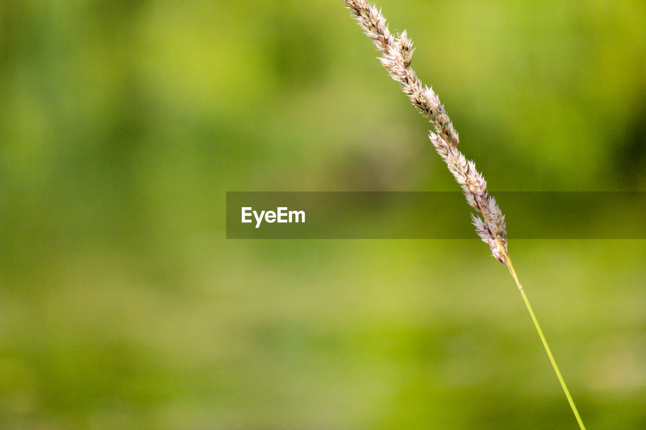 CLOSE-UP OF PLANT ON TWIG