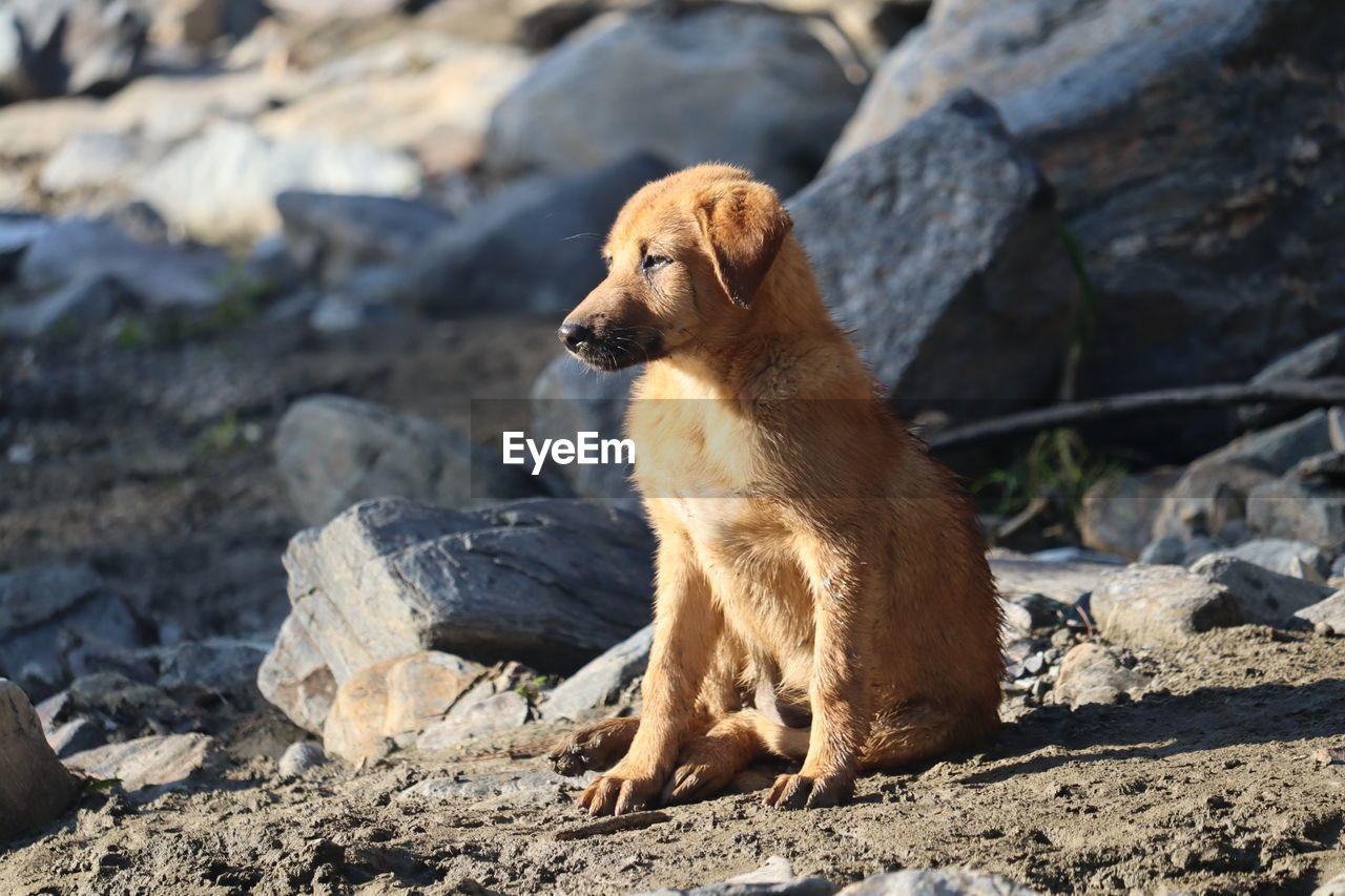 Dog looking away
