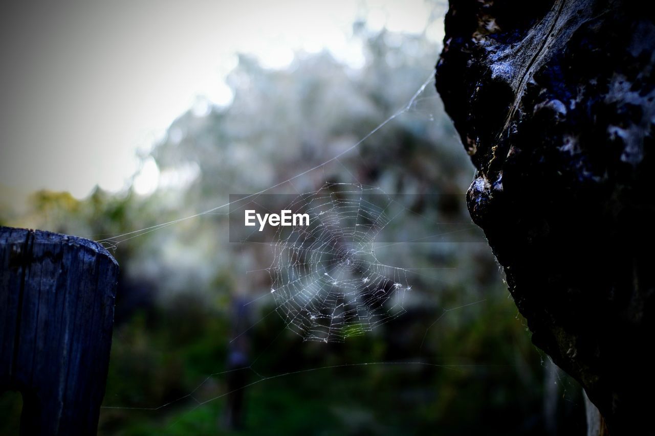 CLOSE-UP OF SPIDER ON WEB AGAINST BLURRED BACKGROUND