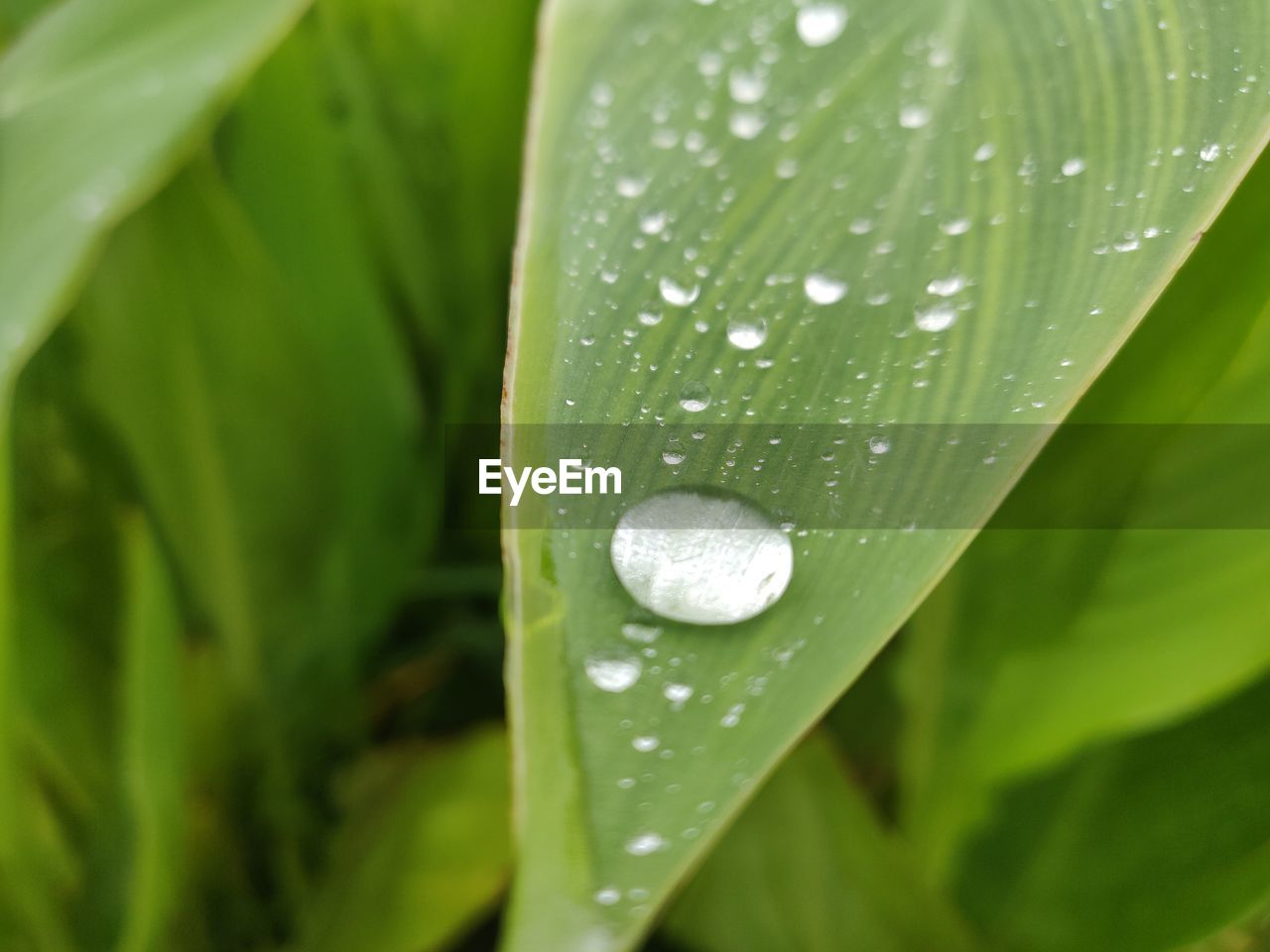 CLOSE-UP OF WATER DROPS ON LEAVES