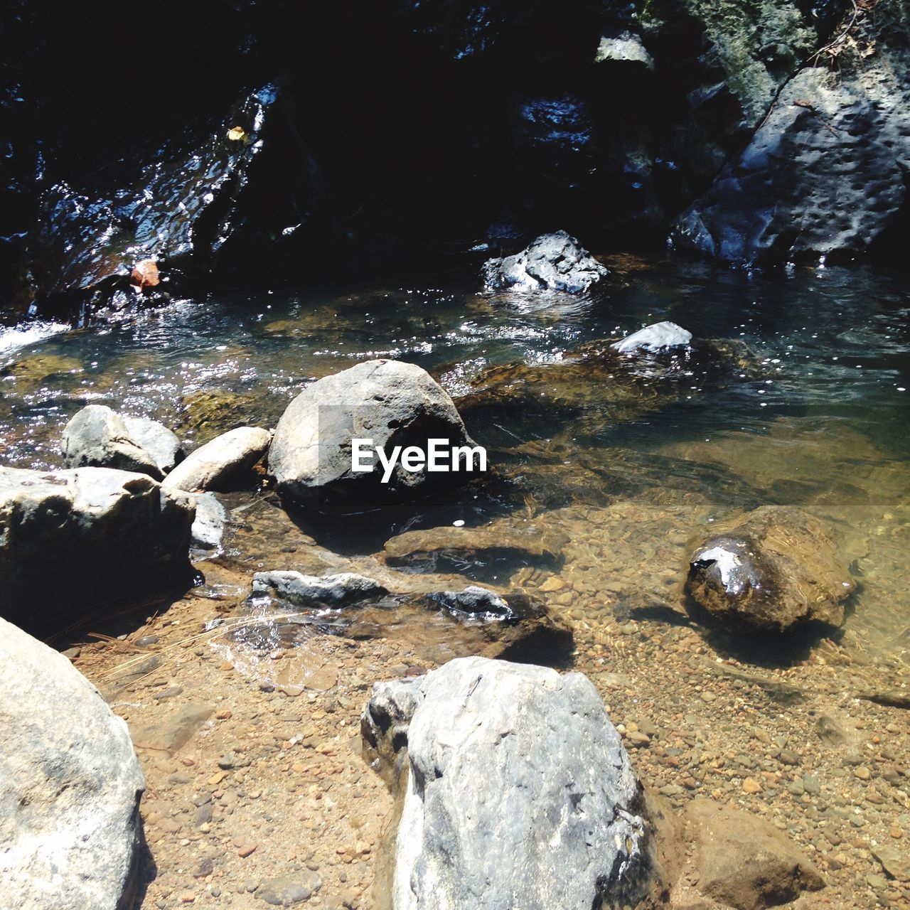 CLOSE-UP OF TURTLE IN WATER