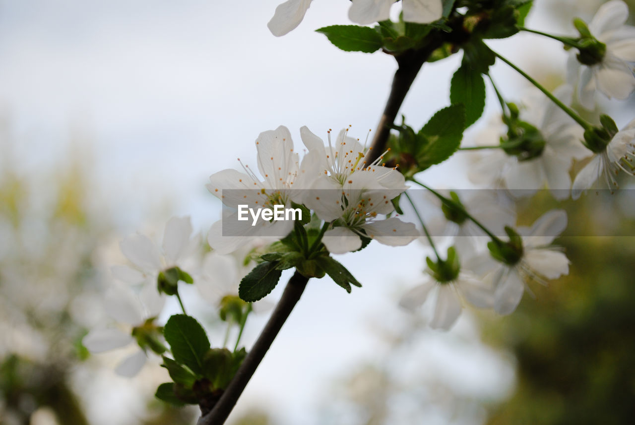 CLOSE-UP OF WHITE CHERRY BLOSSOMS