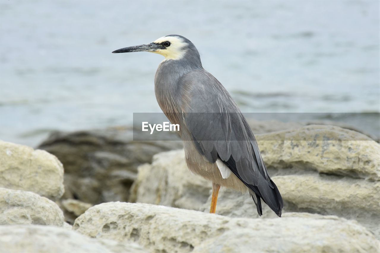CLOSE-UP OF HERON PERCHING ON ROCK