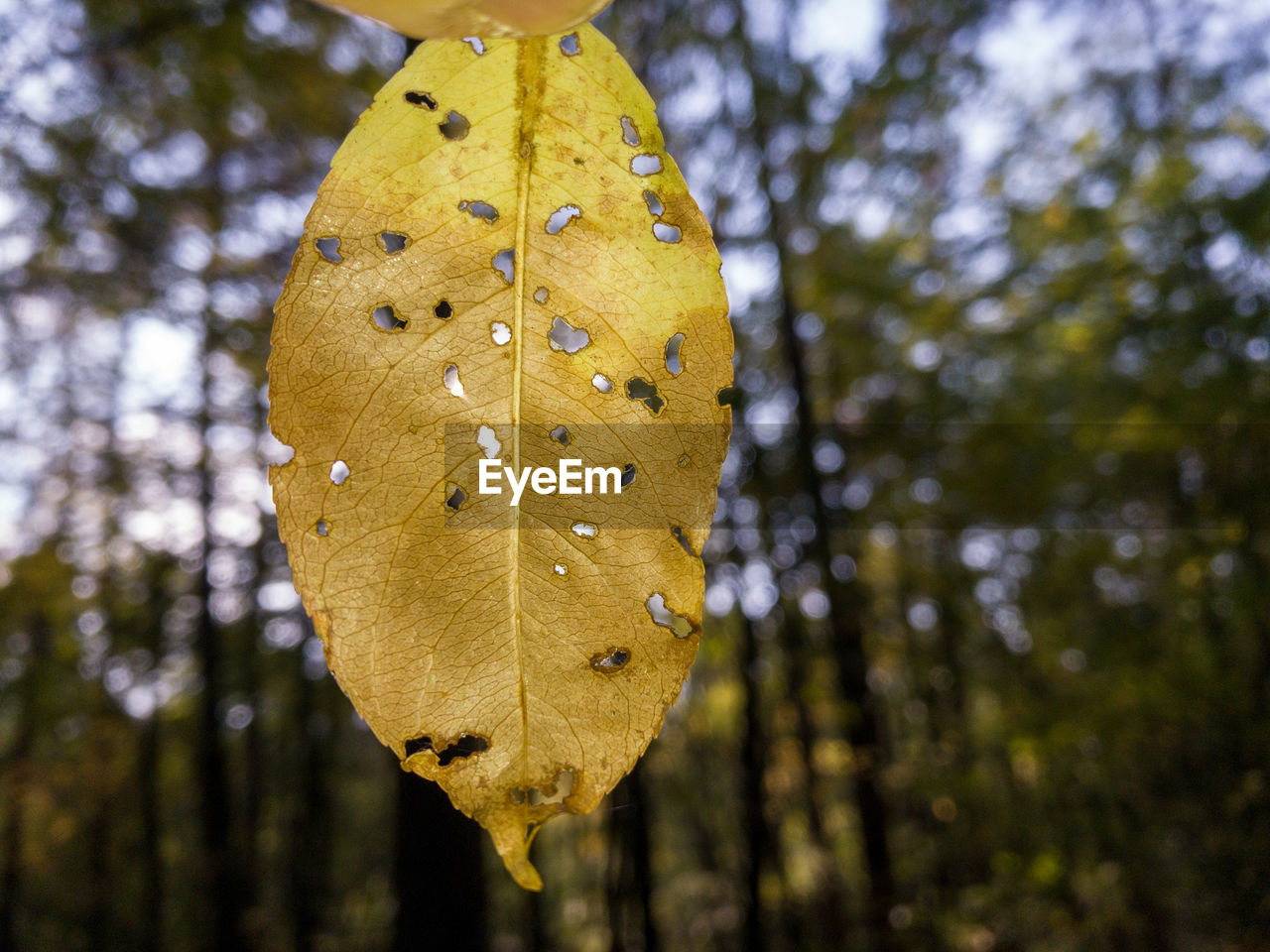 CLOSE-UP OF YELLOW LEAF ON TREE