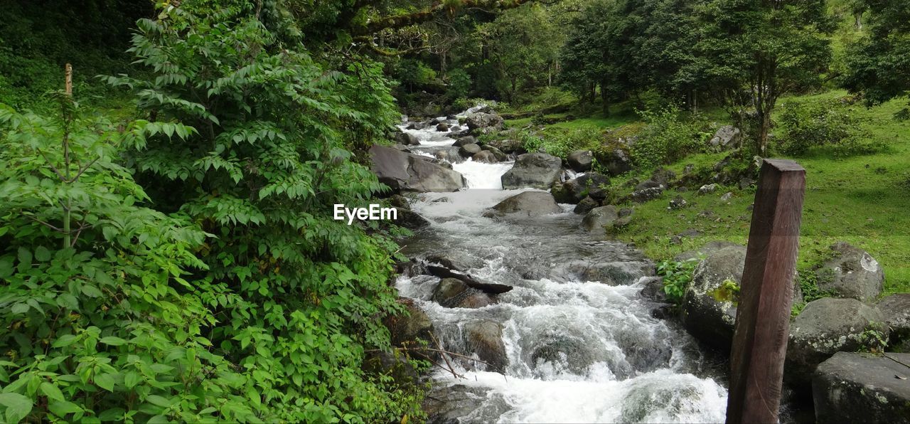 VIEW OF WATERFALL IN FOREST