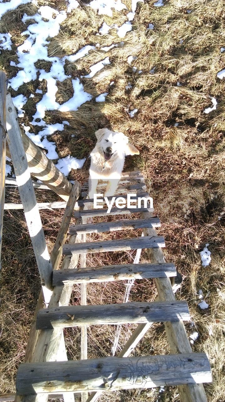 HIGH ANGLE VIEW OF CAT AMIDST PLANTS