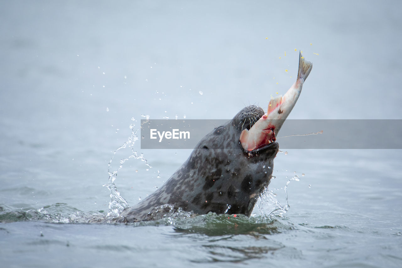 side view of a bird in sea