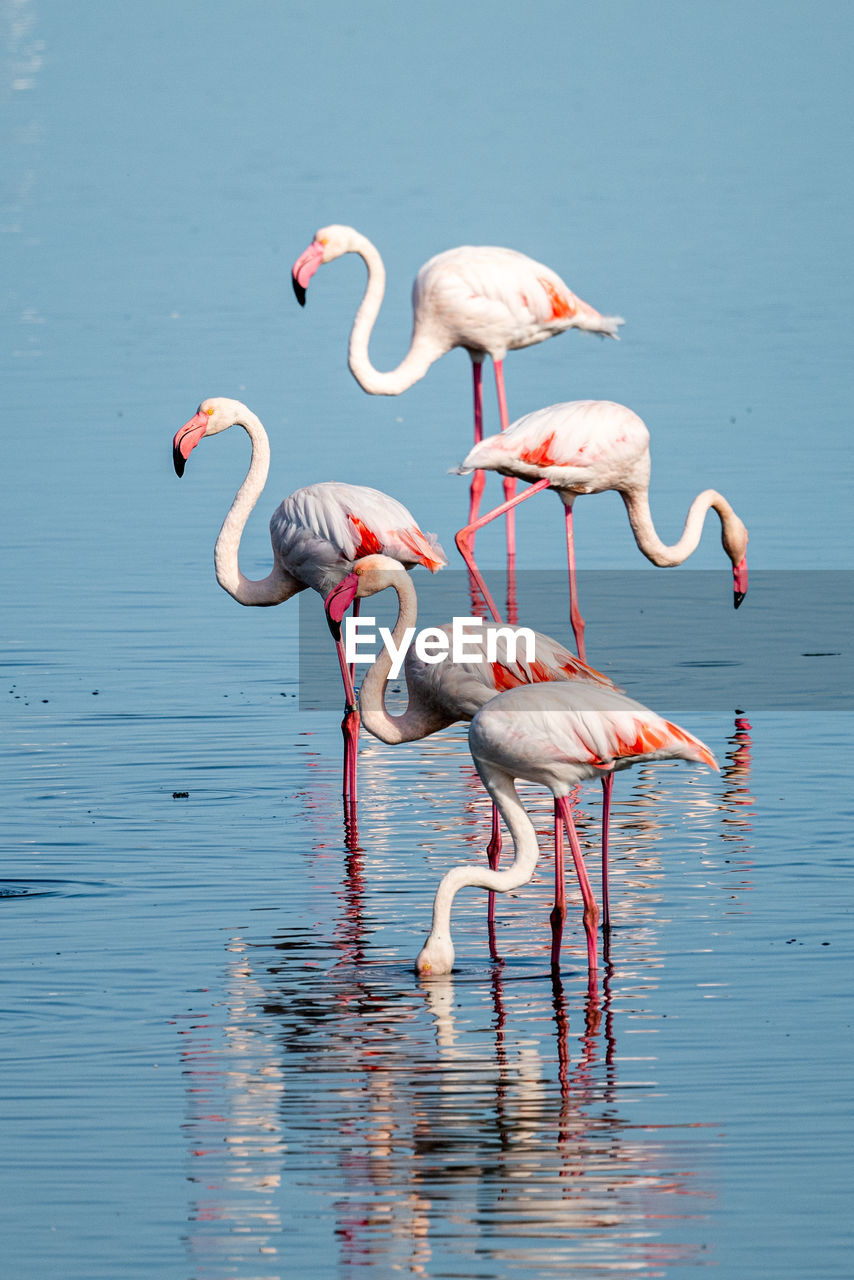 swans in lake