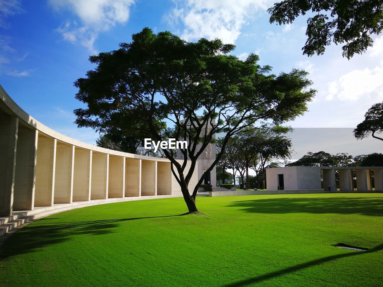 TREE WITH LAWN AGAINST SKY