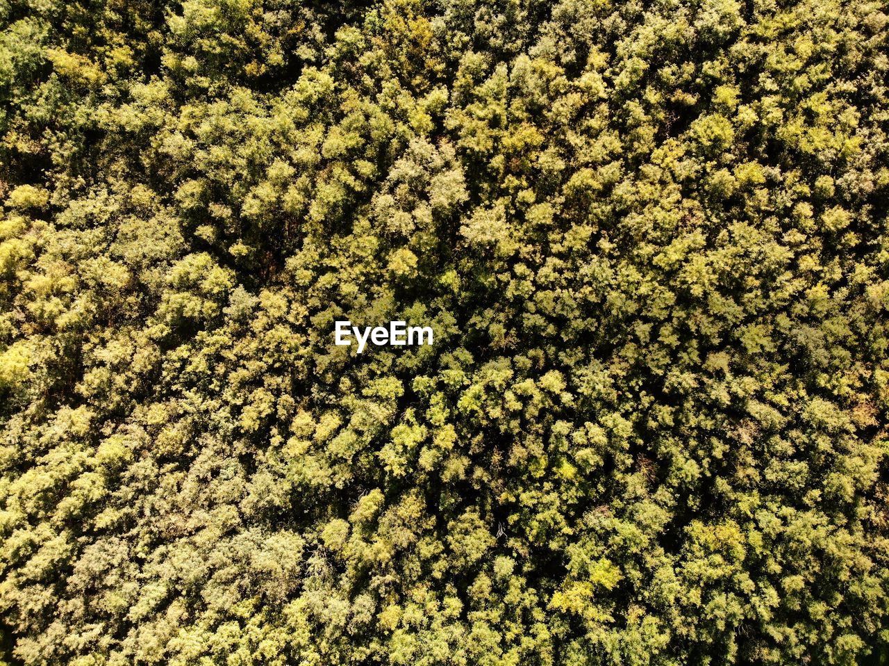 HIGH ANGLE VIEW OF FLOWERING PLANTS AND TREES