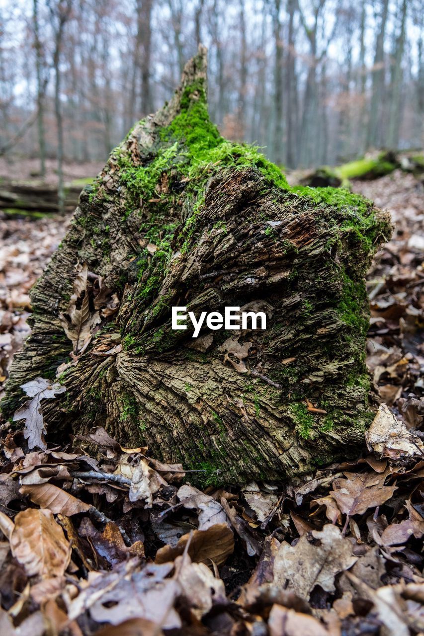 CLOSE-UP OF FRESH PLANT IN FOREST