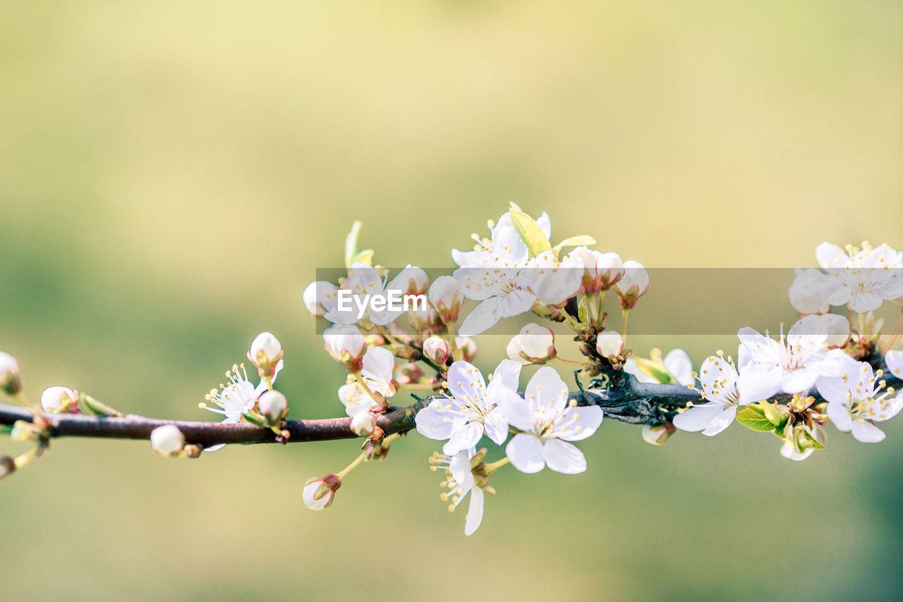 CLOSE-UP OF CHERRY BLOSSOM AGAINST TREE