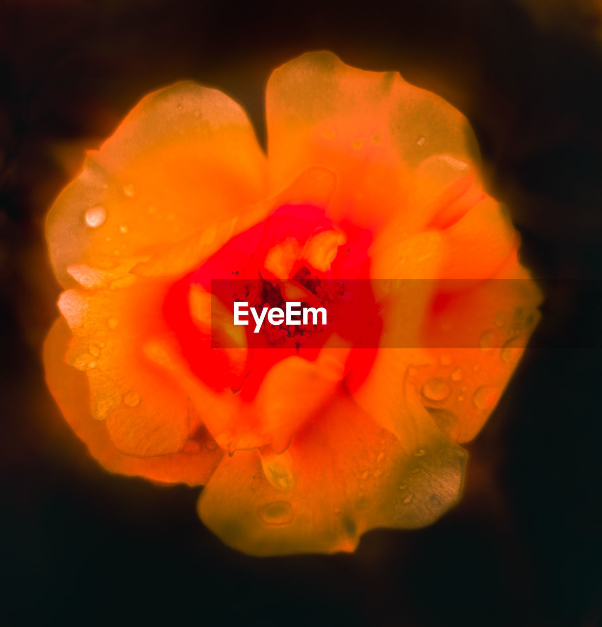 CLOSE-UP OF WET ORANGE ROSE BLOOMING OUTDOORS