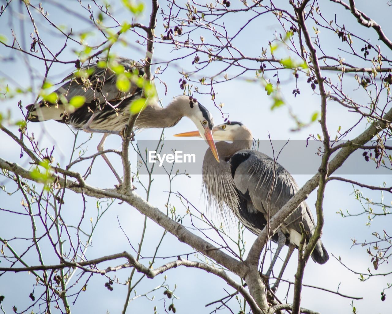 LOW ANGLE VIEW OF BIRDS PERCHING ON BRANCH