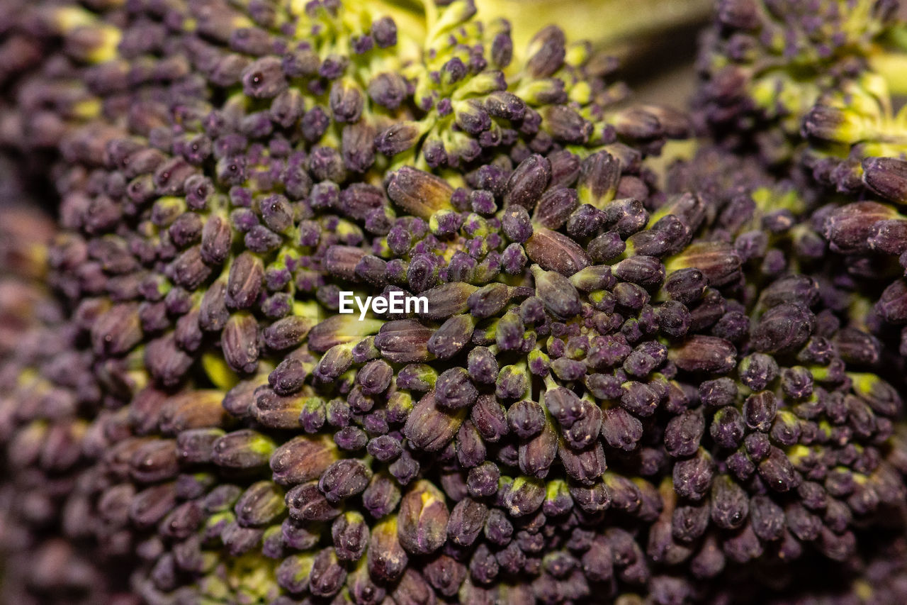 FULL FRAME SHOT OF PURPLE FLOWER