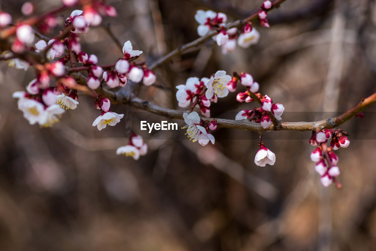 plant, tree, flower, spring, flowering plant, freshness, blossom, beauty in nature, nature, branch, springtime, pink, growth, fragility, macro photography, produce, food, close-up, cherry blossom, food and drink, fruit, leaf, no people, outdoors, cherry, twig, cherry tree, day, petal, selective focus, focus on foreground, inflorescence, flower head, botany, red