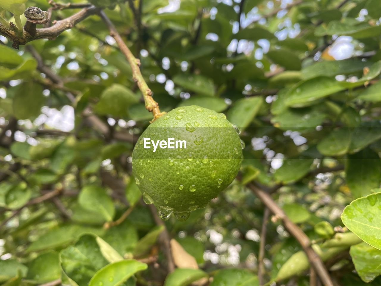 CLOSE-UP OF FRESH GREEN FRUIT ON TREE