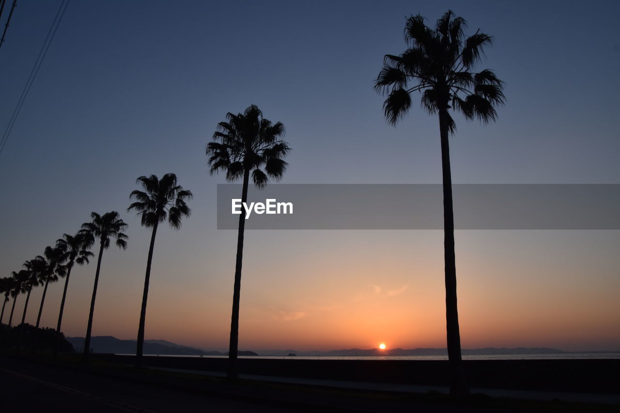 SILHOUETTE COCONUT PALM TREES AGAINST SKY DURING SUNSET