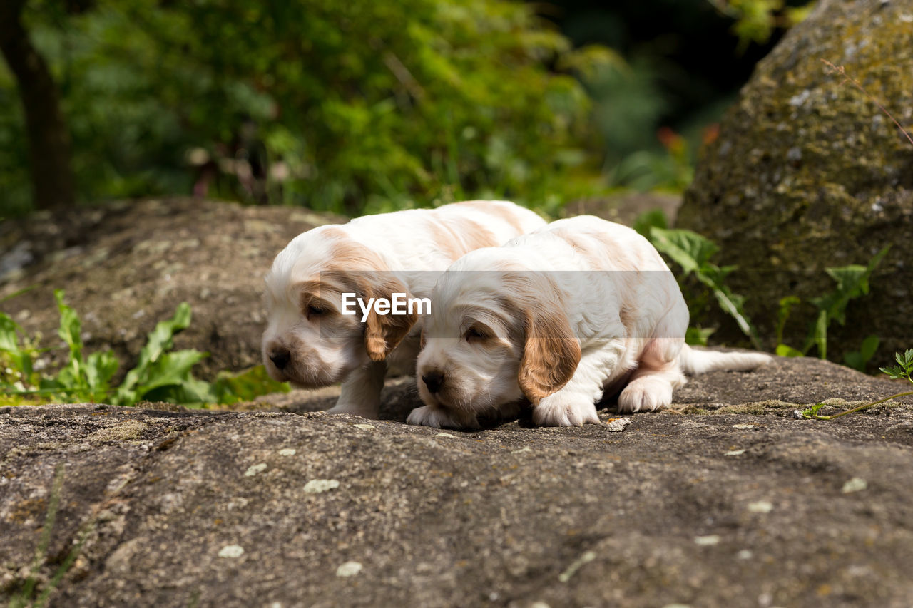 DOG RESTING ON ROCK