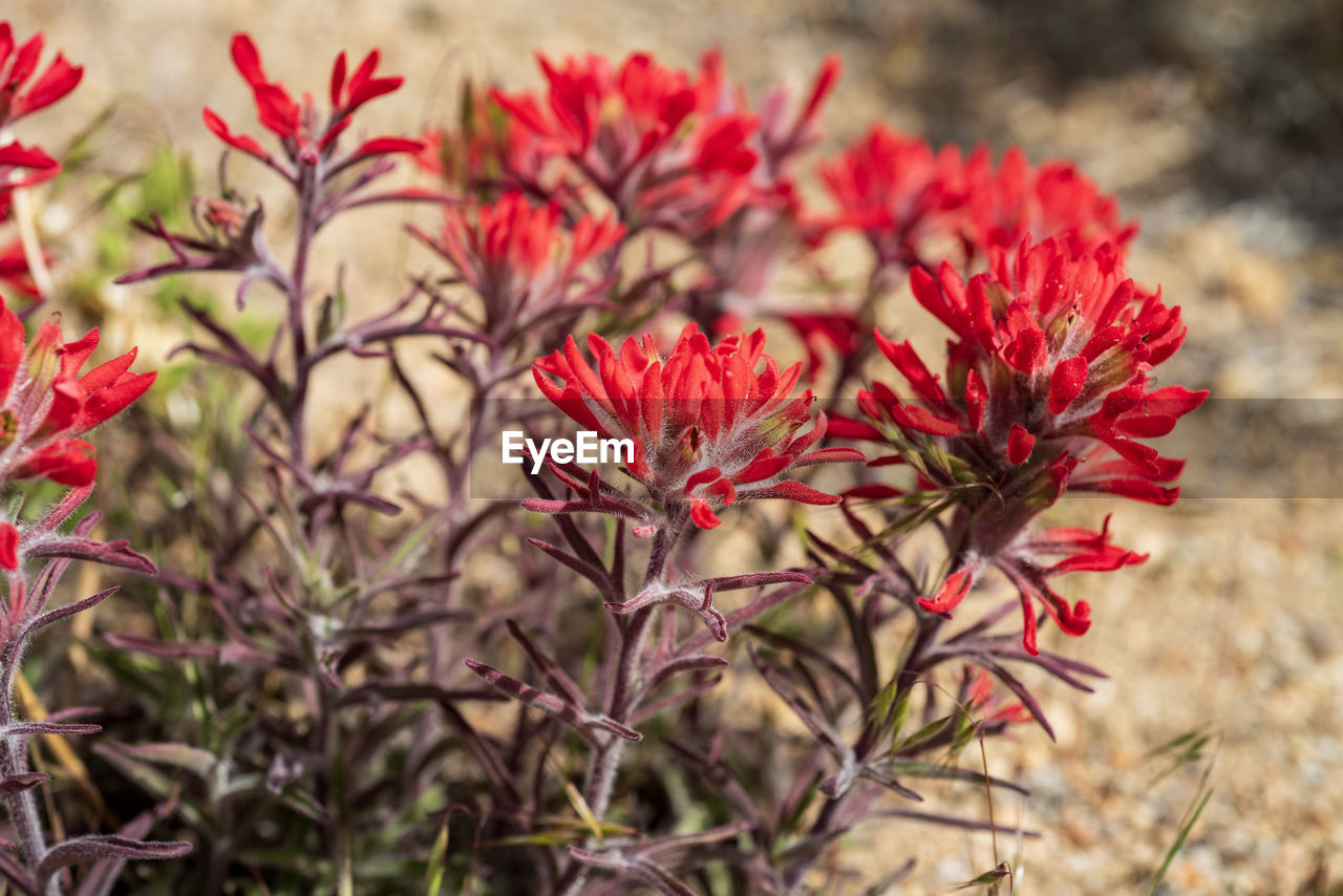 CLOSE-UP OF RED FLOWERING PLANTS DURING SUNSET