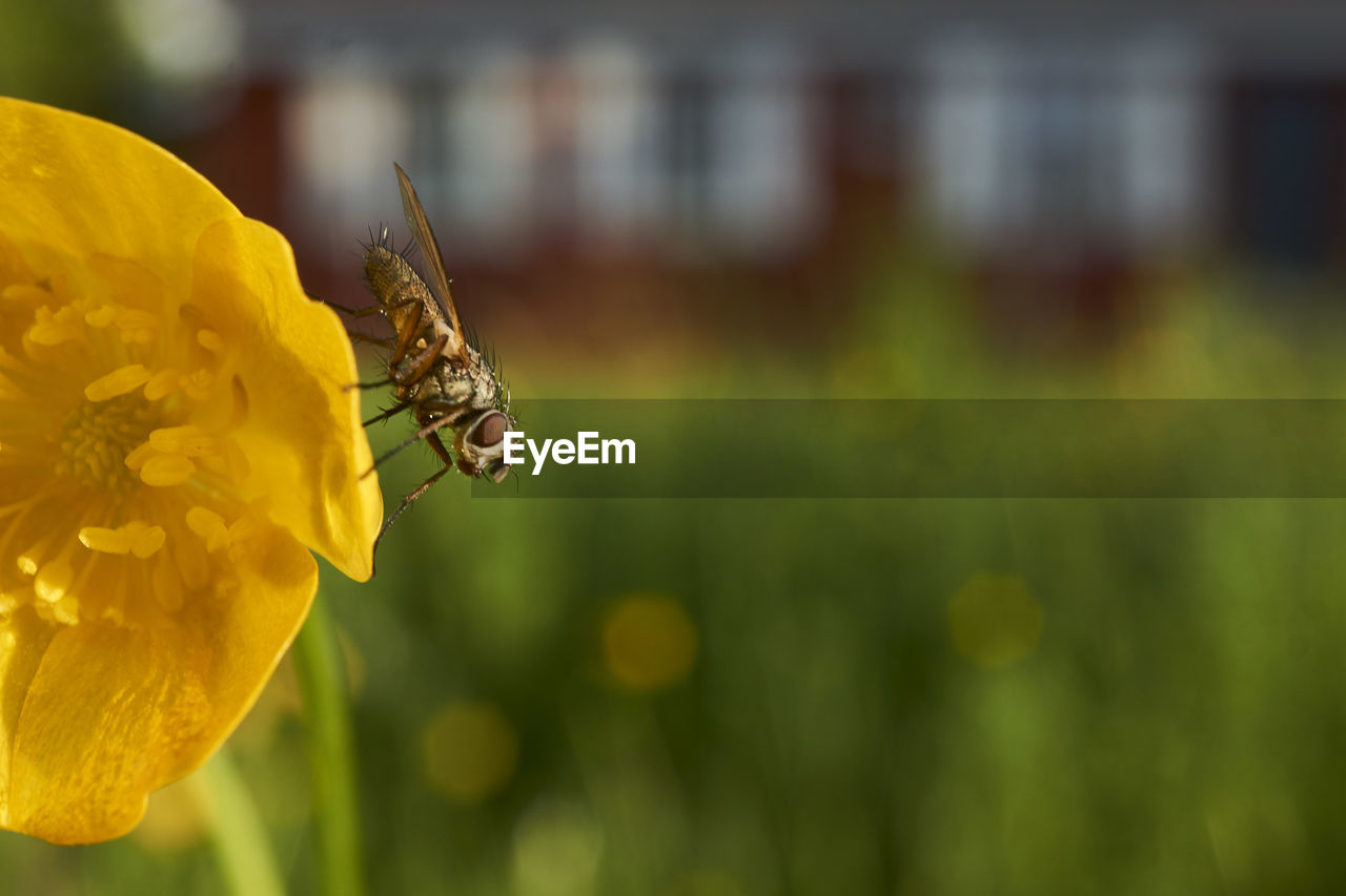 CLOSE-UP OF BEE ON YELLOW FLOWER AGAINST BLURRED BACKGROUND