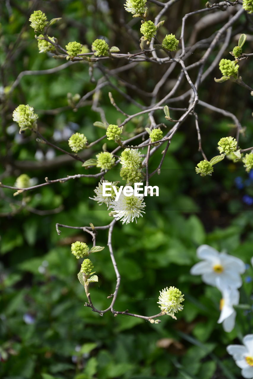 CLOSE-UP OF FLOWER TREE