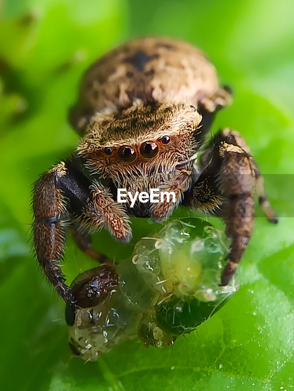 CLOSE-UP OF SPIDER IN THE WEB