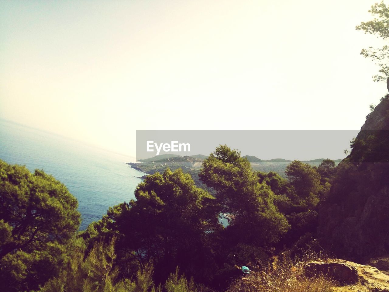 TREES ON MOUNTAIN AGAINST SKY