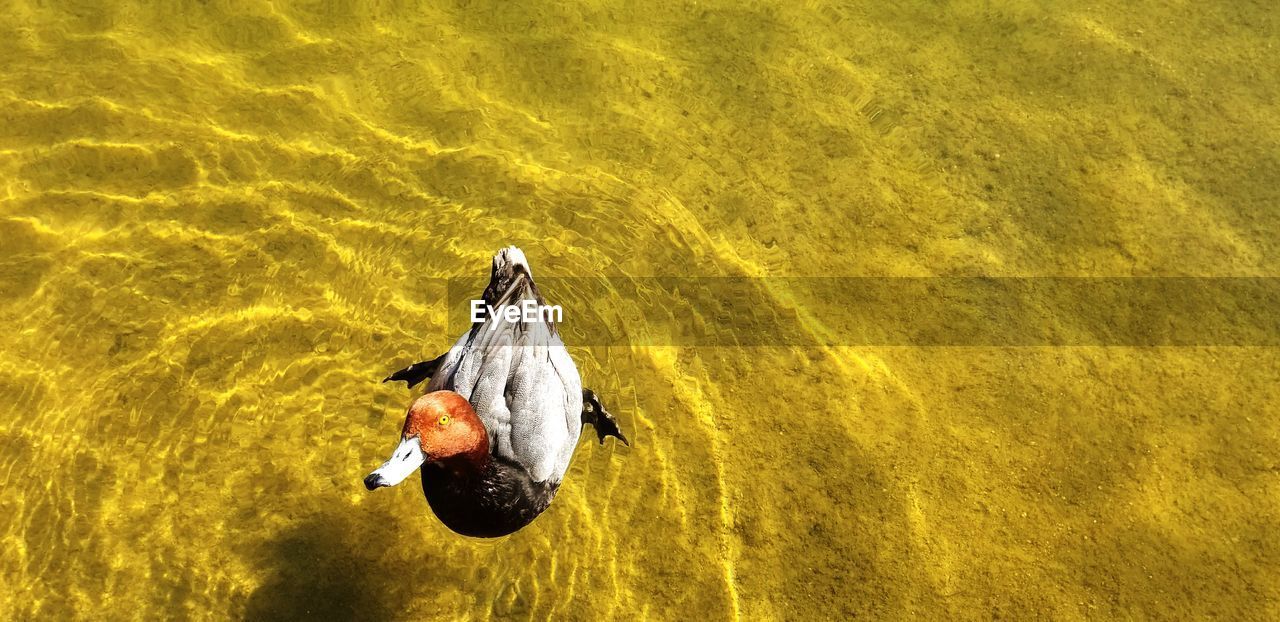 HIGH ANGLE VIEW OF SWAN ON WATER