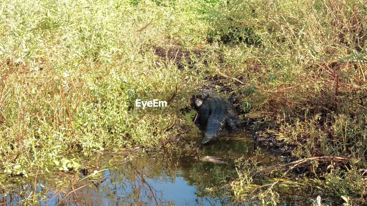 Low section of ducks on grass by water