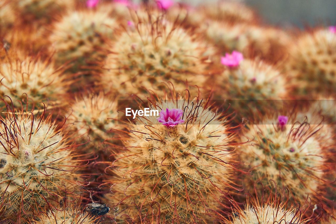 HIGH ANGLE VIEW OF PINK CACTUS PLANT