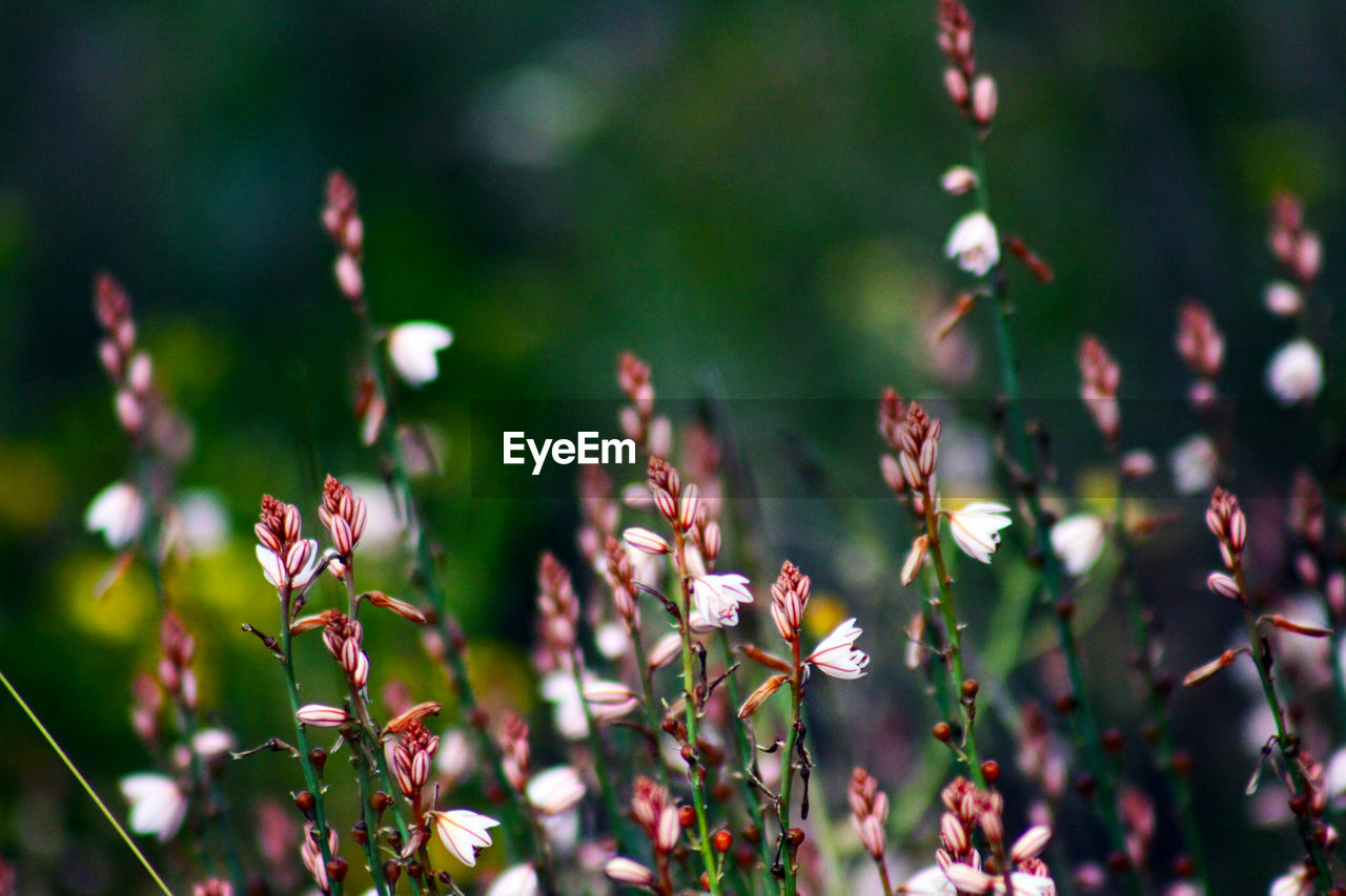 CLOSE-UP OF FLOWERING PLANT