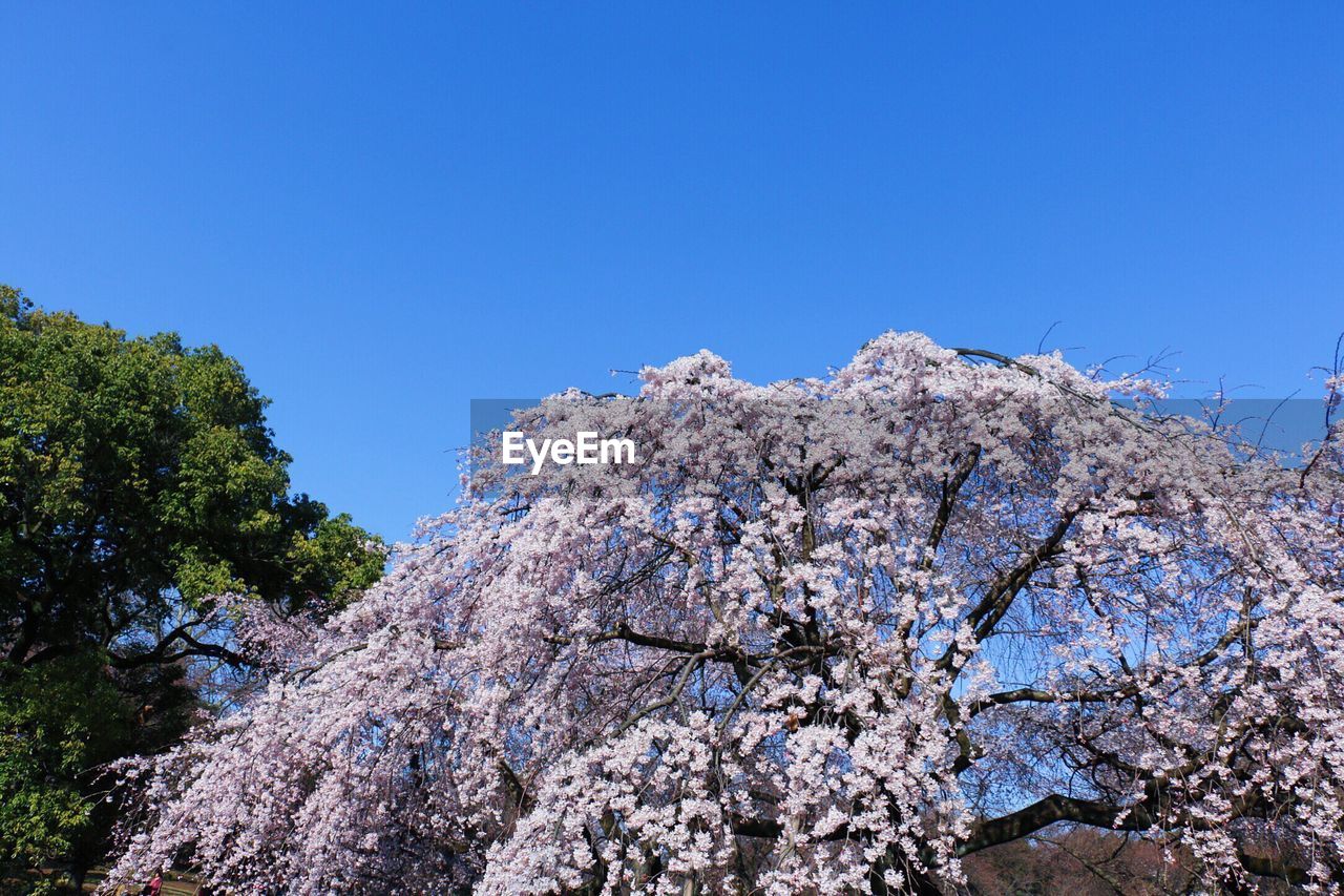 LOW ANGLE VIEW OF TREES AGAINST CLEAR BLUE SKY