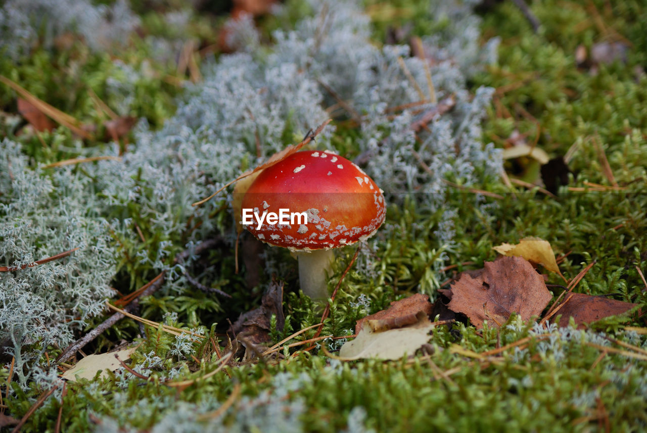 CLOSE-UP OF MUSHROOM GROWING ON GROUND