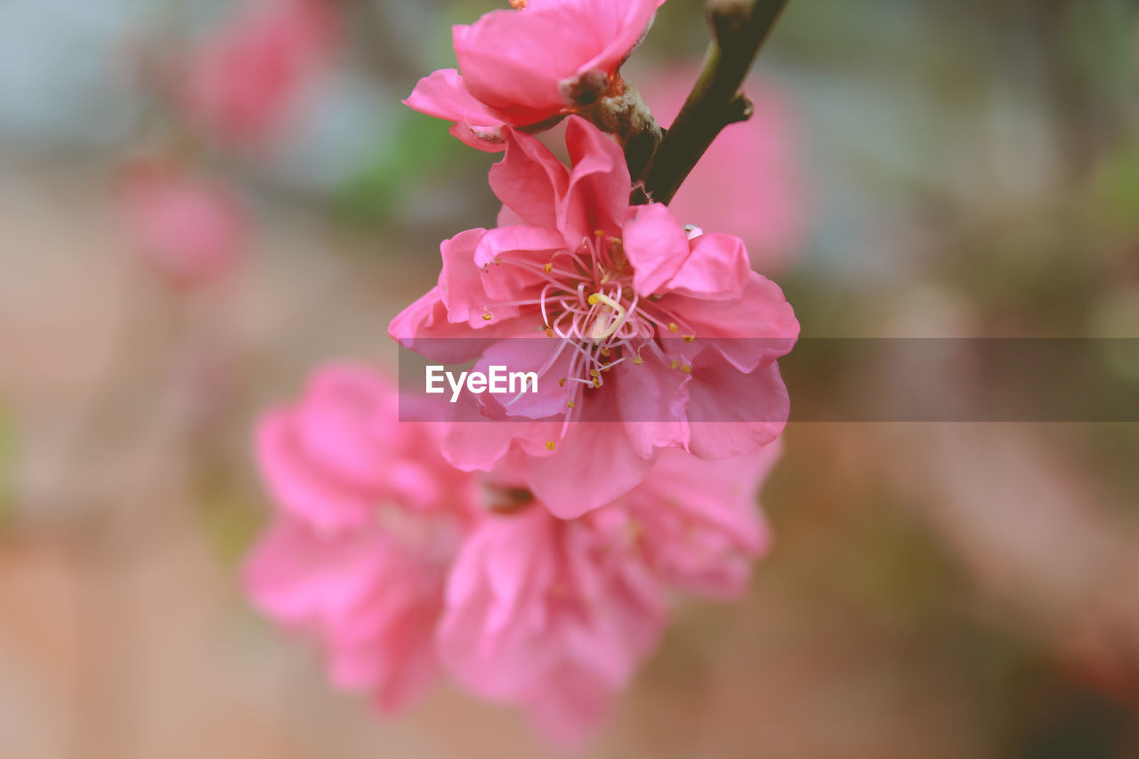 Close-up of pink flowers blooming outdoors