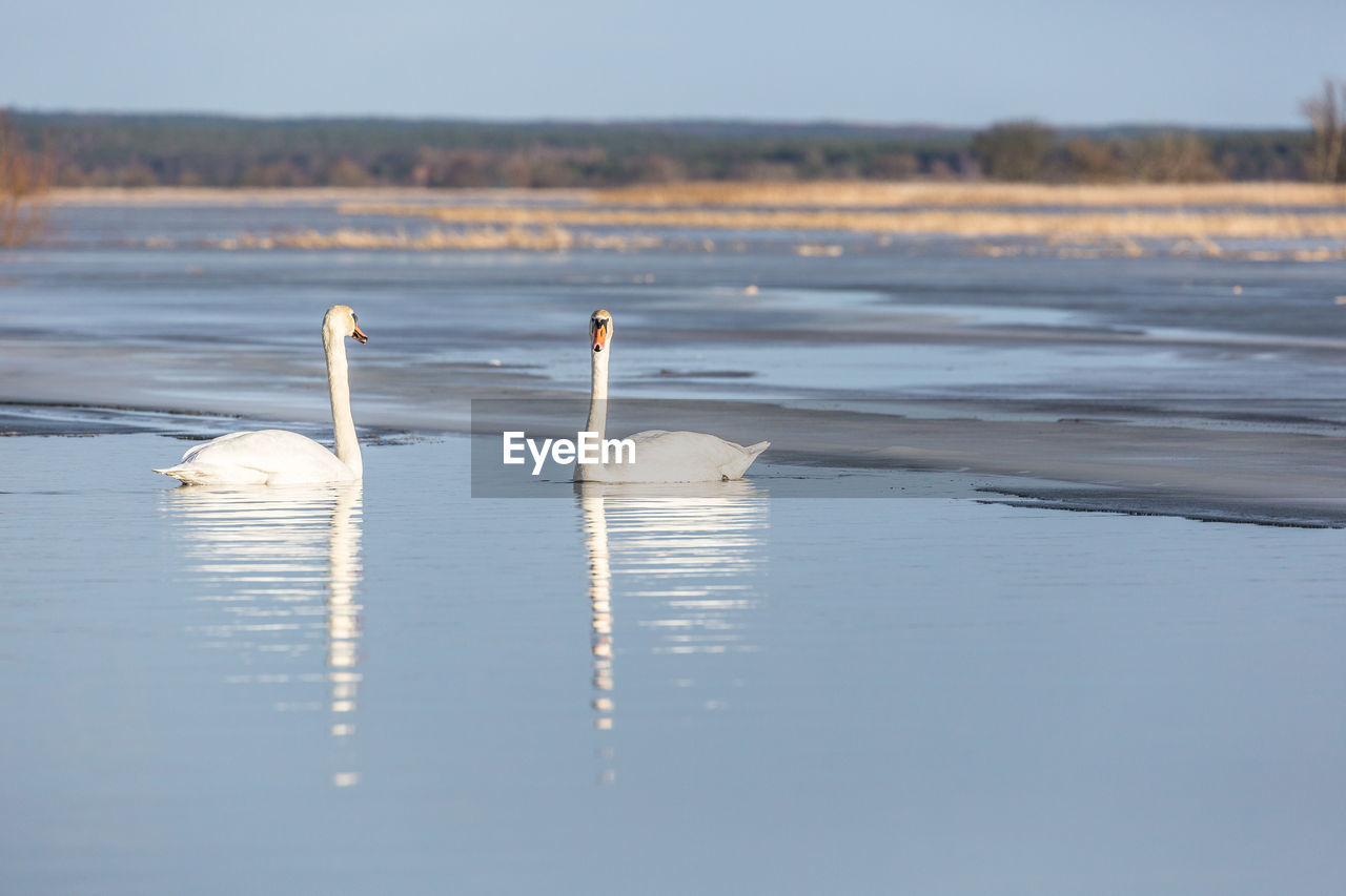 Scenic view of swans in lake against sky