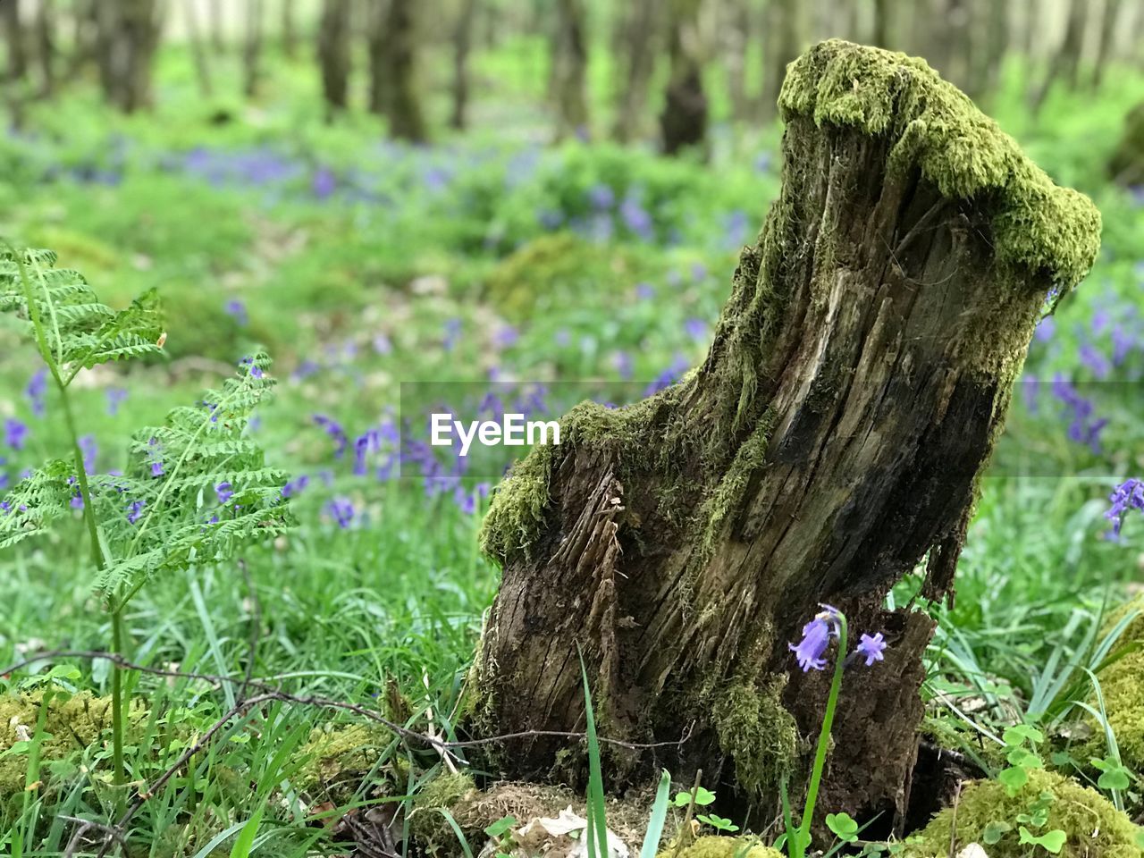 Close-up of purple flower tree stump on field