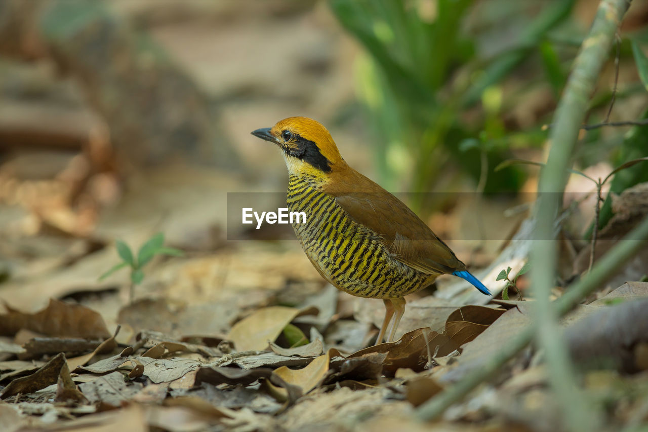 BIRD PERCHING ON PLANT