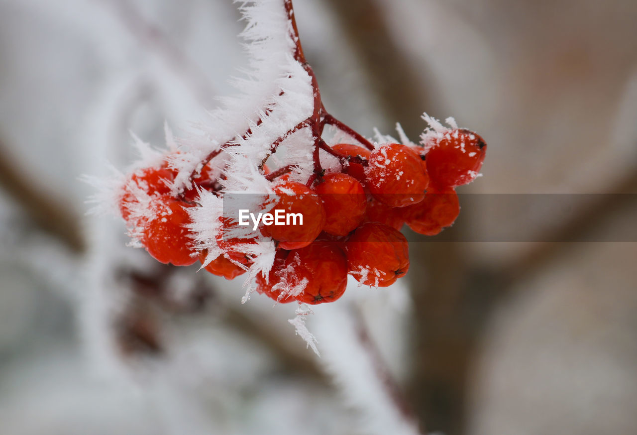 Close-up of frost on rowanberries