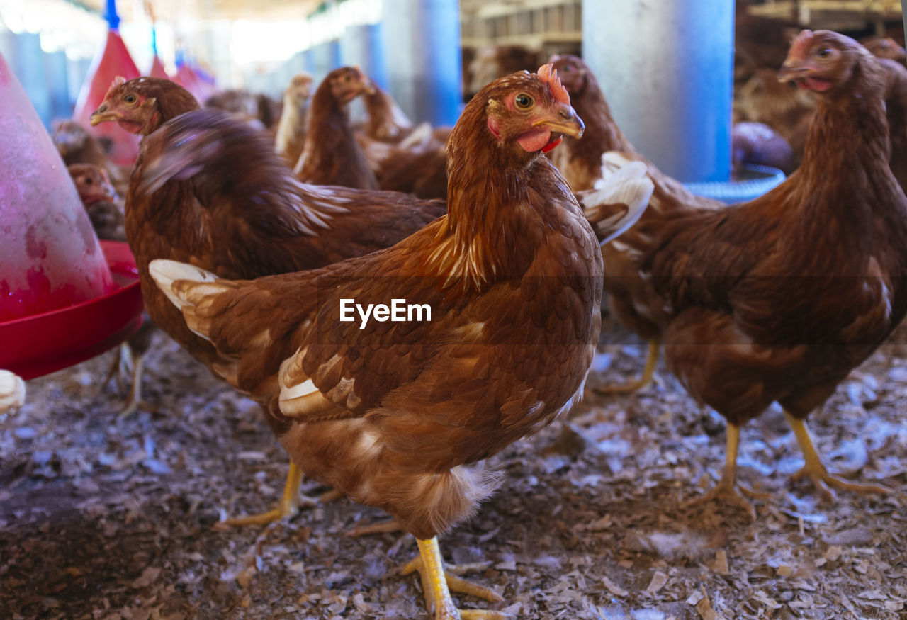 HERD OF A YOUNG BIRDS