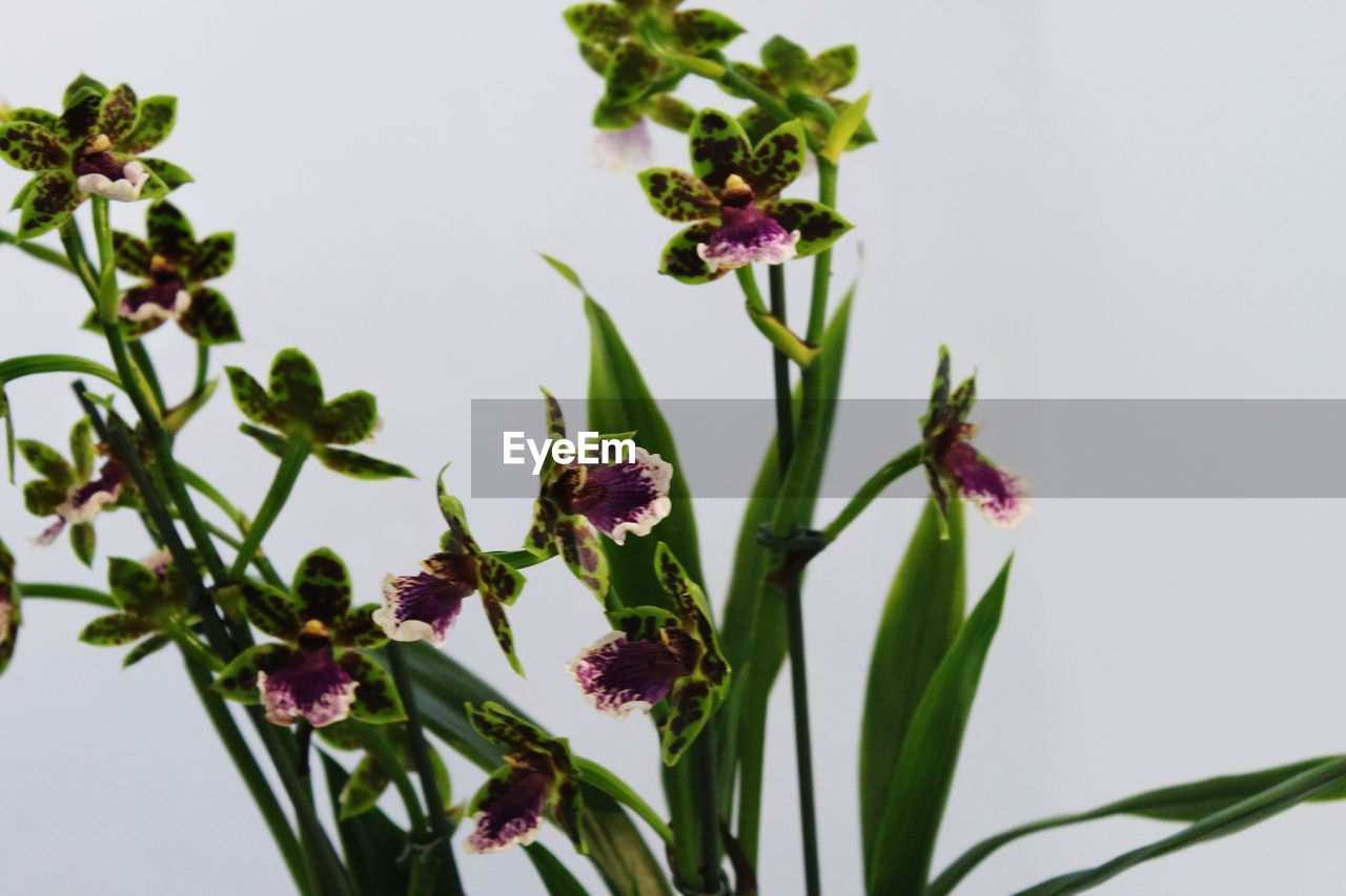 LOW ANGLE VIEW OF FLOWERS AGAINST CLEAR SKY