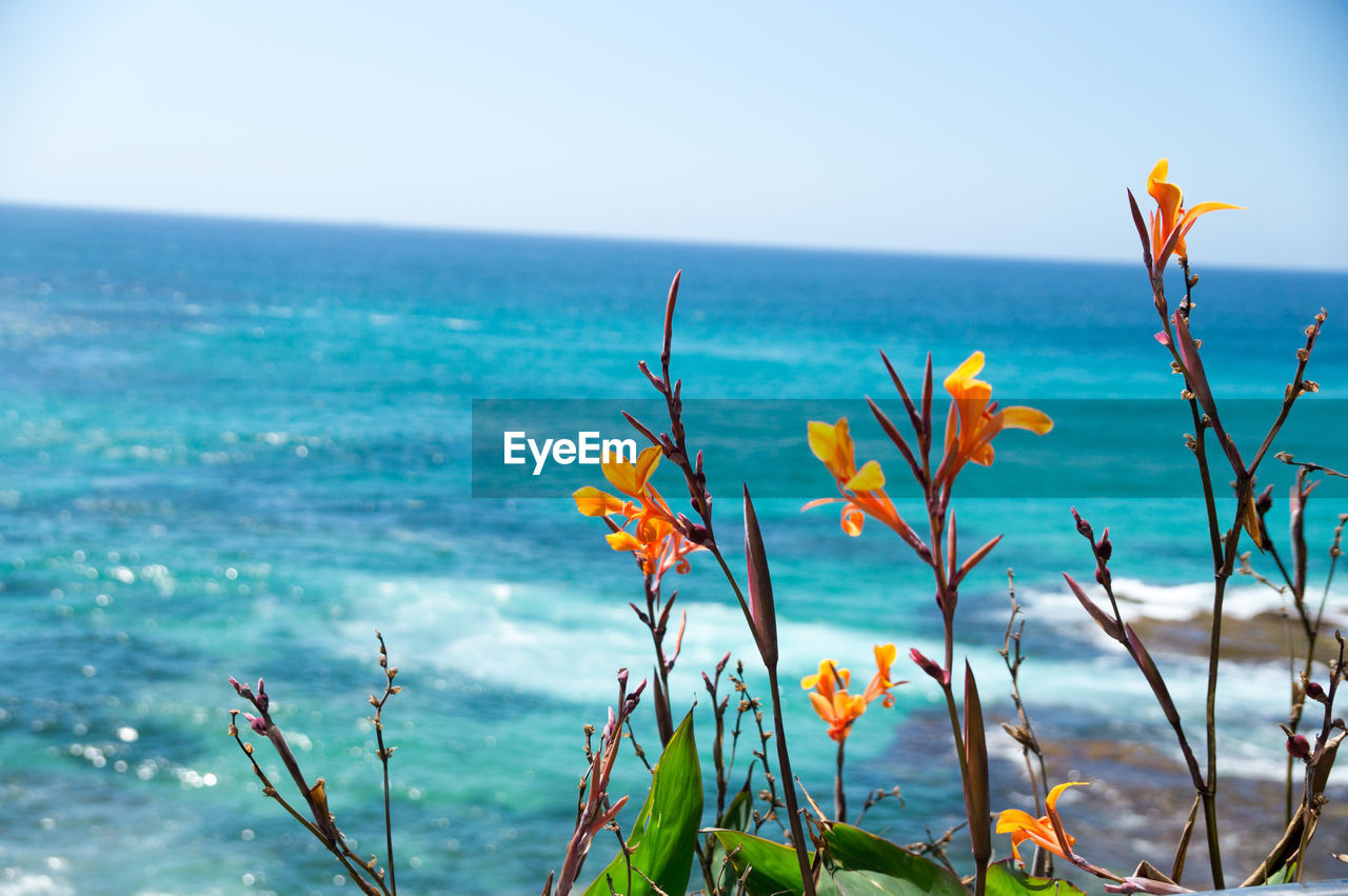 PLANTS GROWING BY SEA AGAINST SKY