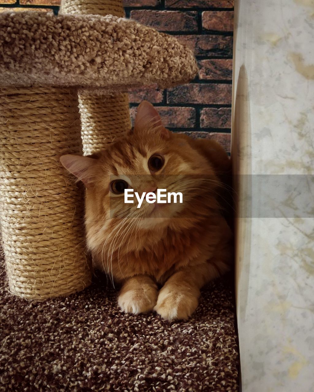 PORTRAIT OF A CAT SITTING ON FLOOR